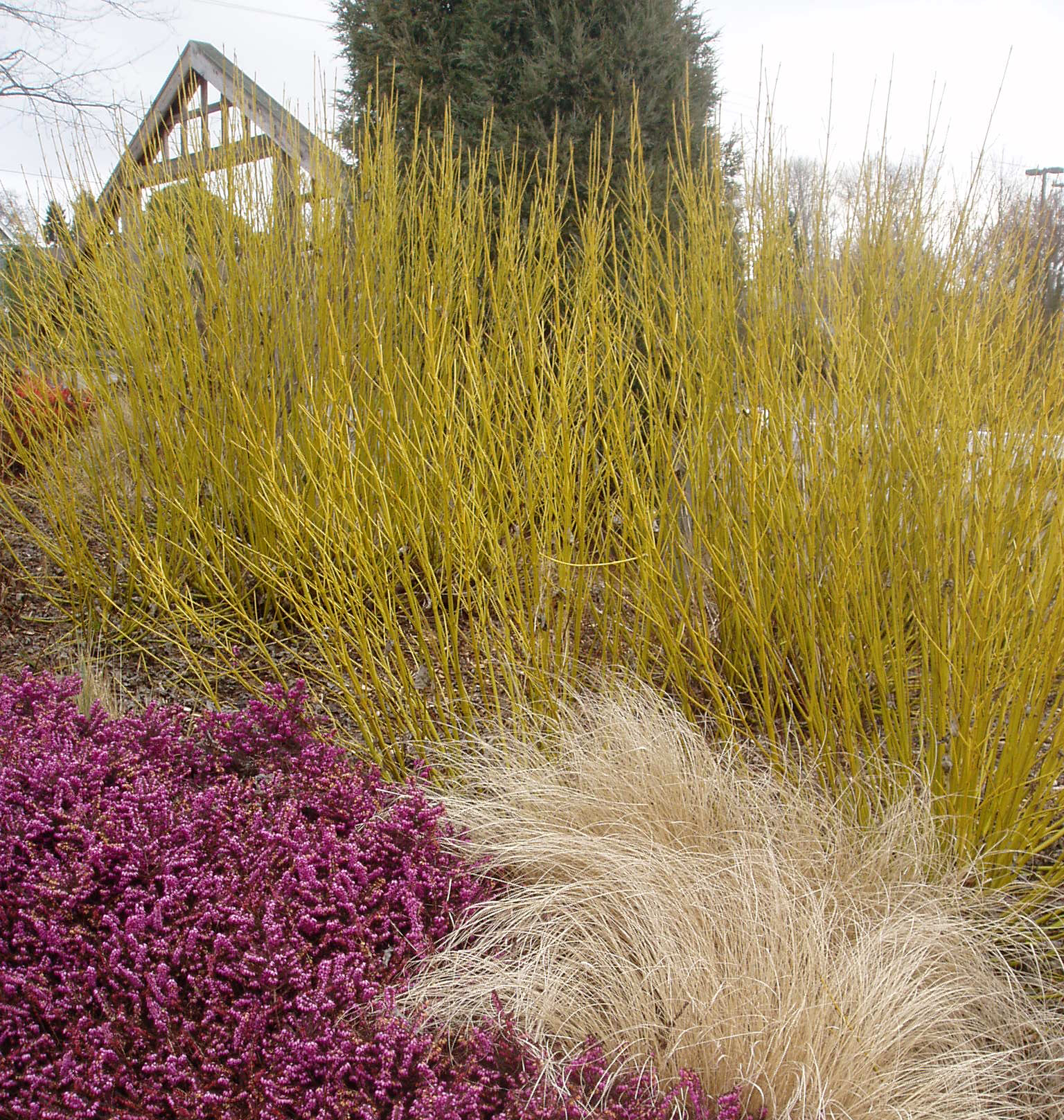 Cornus sericea 'Flaviramea'